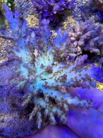 Acropora table multicolor 3973 