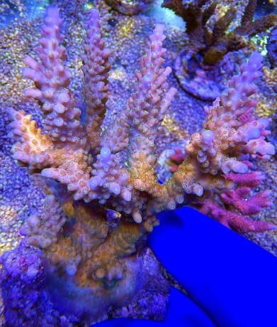 Acropora Cyberdrift 2259 