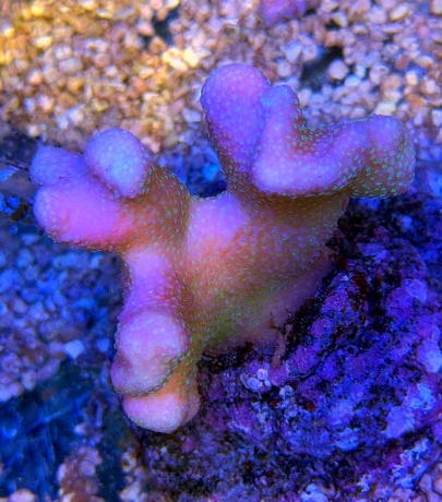 Stylophora 3746 