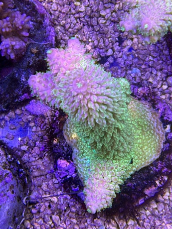 Acropora rocket league 3753 
