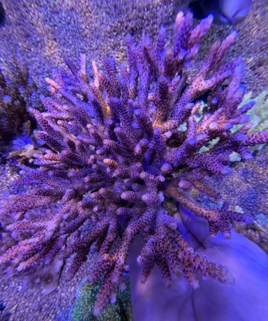 Acropora millepora XXL 8670 