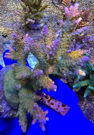 Acropora Aurora Drift 2205 