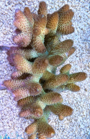 Acropora spathulata golden fire 