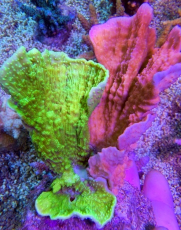 Montipora XL duo 8032 