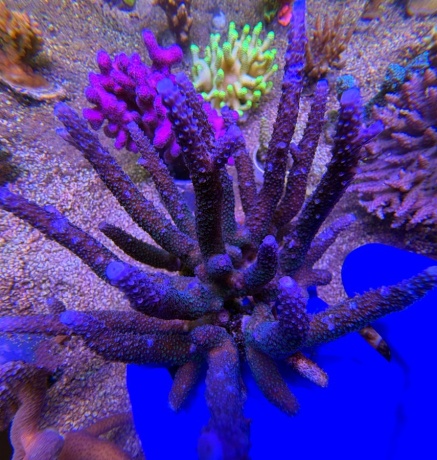 Acropora Austalia monster stag 