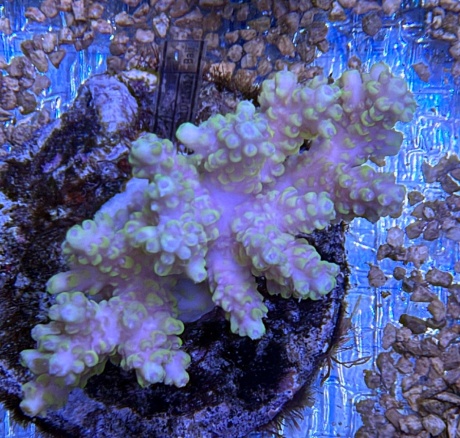Acropora sweet patch 3825 