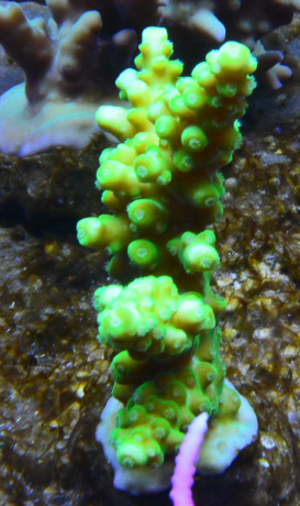 DSC 5475 