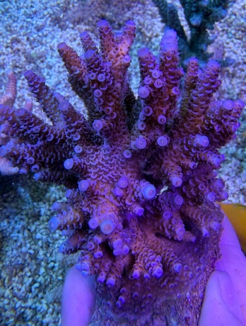 Acropora millepora 8039 