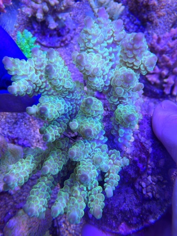 Acropora tenuis textmarker 3983 