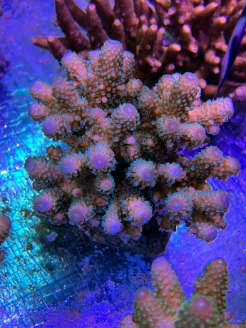 IMG 6134 XXL 