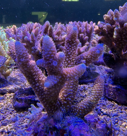 Acropora red stag 3855 