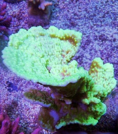 Montipora textmarker 7997 