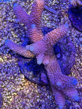 Acropora red stag 3721 