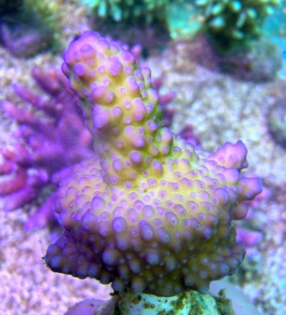 Acropora frag 8004 