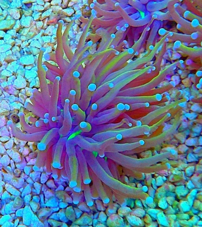 Euphyllia glabrescens gold 