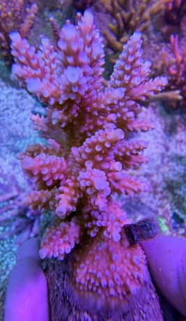 Acropora rose garden L  8061 