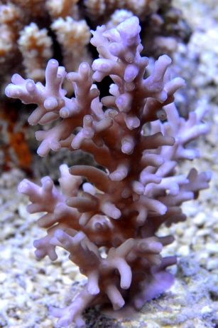 Acropora Echinata Steinkoralle IMG Koralle DSC 0791 