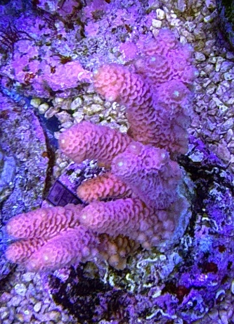 Acropora millepora 3749 