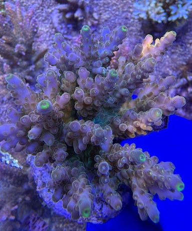 Acropora Radioactive Ice 2207 