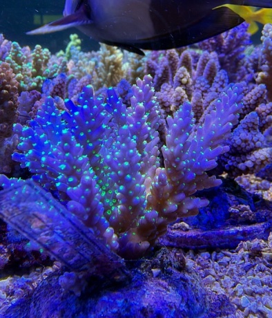 Acropora 3861 