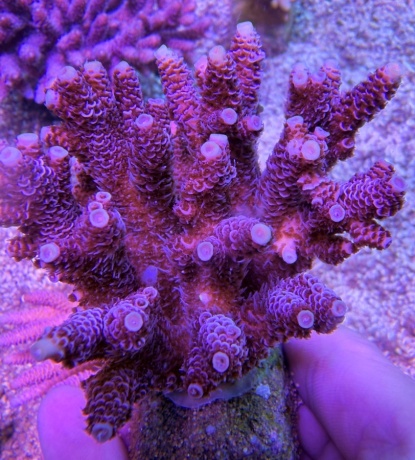 Acropora millepora rose garden 7978 