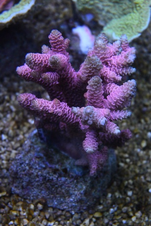 DSC 0171 