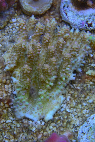 Aussi DSC 1318 