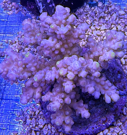 Acropora 3711 