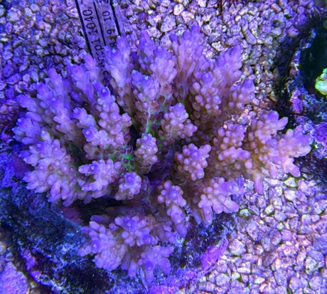 Acropora cloudytree 3754 
