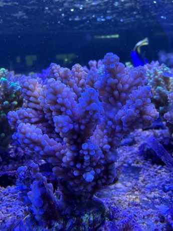 Acropora 3859 