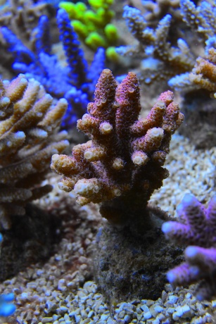 Acropora Millepora Steinkoralle IMG Koralle DSC 1334 