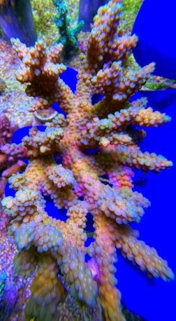 Acropora australia XL 2488 