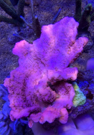 Montipora 8737 