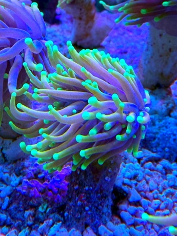Euphyllia torch 8925 
