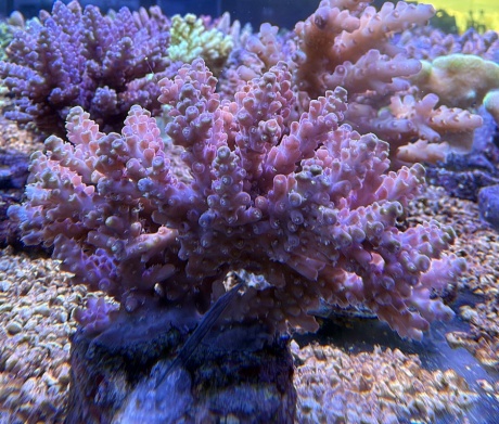 Acropora panther 3834 