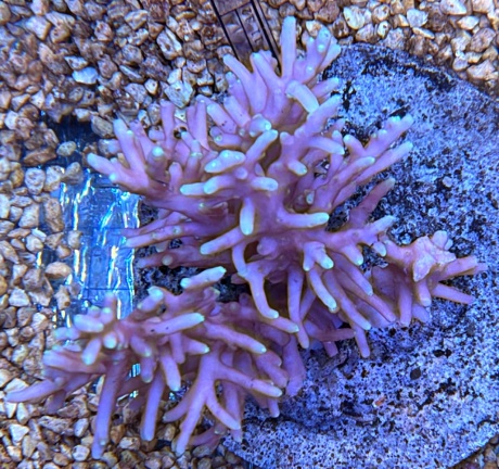 Acropora carduus 3811 