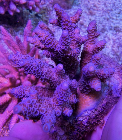 Acropora millepora purple delight  7979 