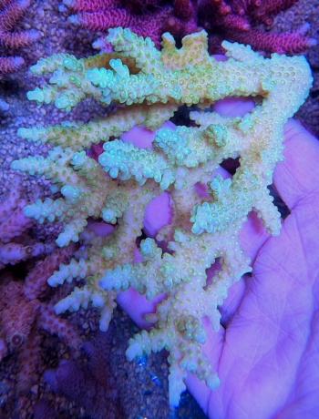 Acropora sp 8087 