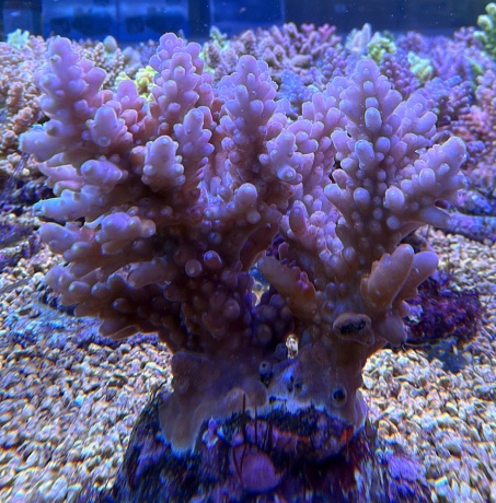 Acropora frostbite 3829 