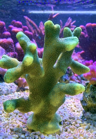 Porites yellow 1408 
