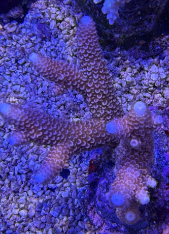 Acropora red stag 3734 