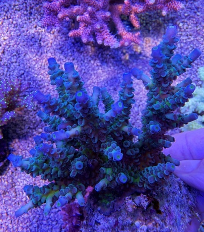 Acropora tenuis 8650 