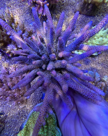 Acropora millepora 8697 