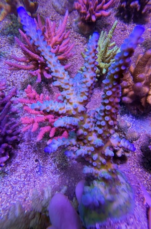 Acropora gomezi L 8103 