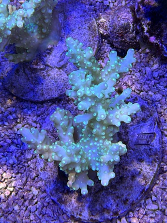 Acropora green granulosa 3736 