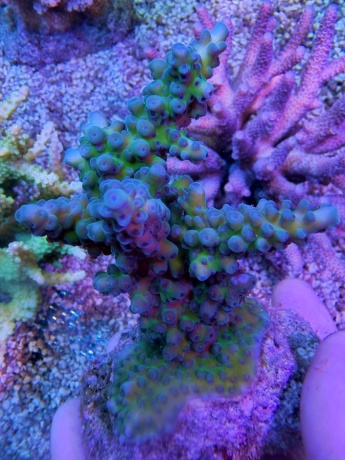 Acropora gomezi 8097 