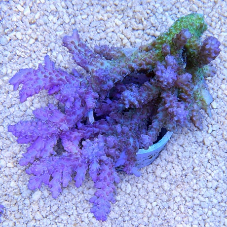 Acropora sp 