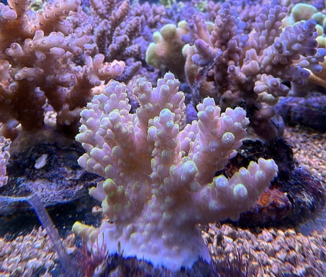 Acropora funday 3835 