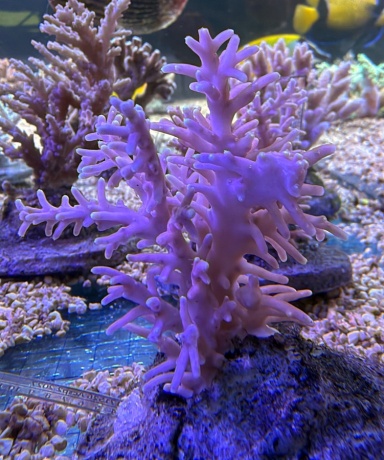 Acropora fenneri 3868 