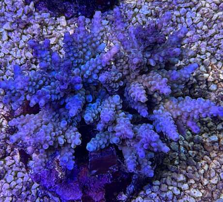 Acropora midnight runners 3699 